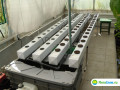 16 овощи и зелень в автоматизированной теплице на FloraGrow.ru